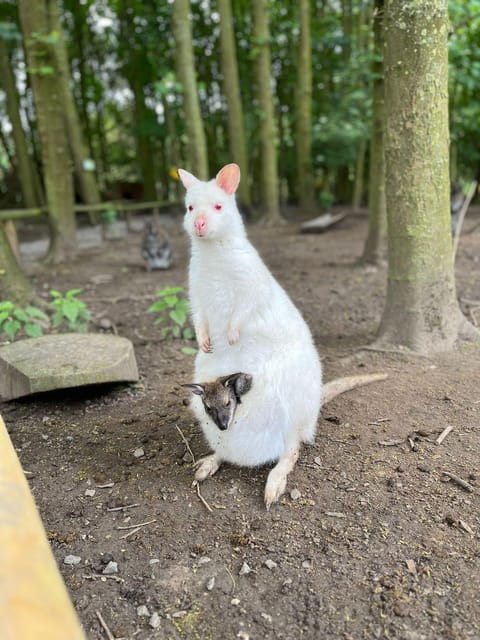 TELFORD: Hoo Zoo and Dinosaur World Entry Ticket - Key highlights you’ll care about