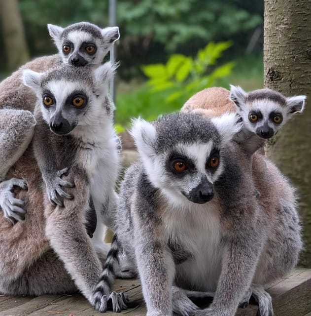 TELFORD: Hoo Zoo and Dinosaur World Entry Ticket - Who should book this (and who should reconsider)