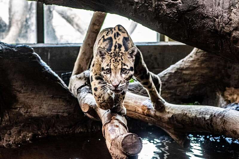 Toronto: Toronto Zoo Entry Ticket - Waterside Theatre: don’t treat it as optional