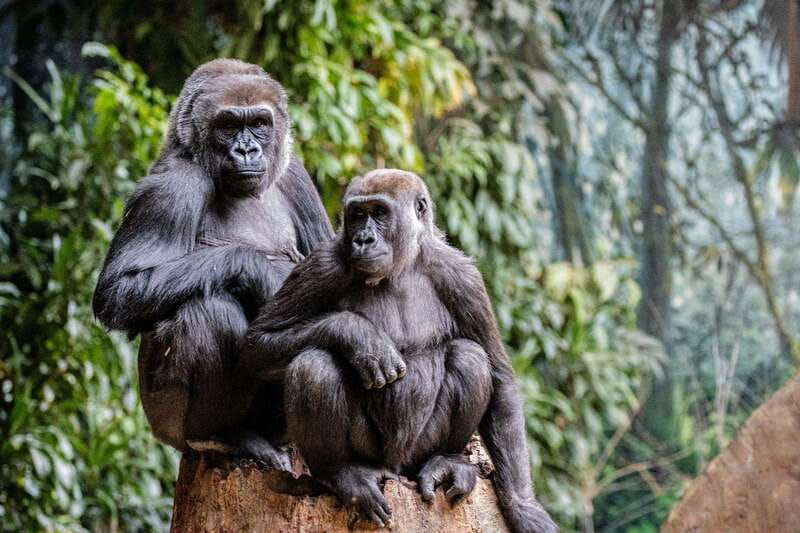 Toronto: Toronto Zoo Entry Ticket - How long should you stay? A full day makes sense