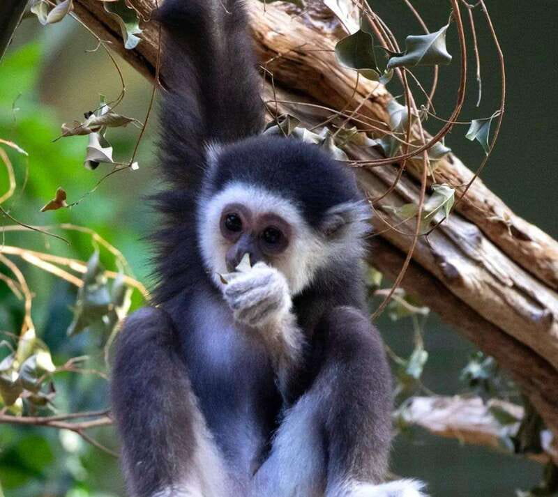 Toronto: Toronto Zoo Entry Ticket - Price check: $22 per person and what you get for it