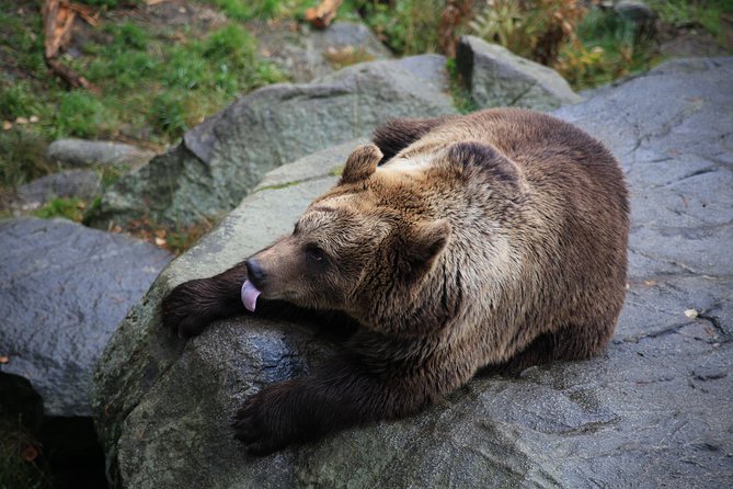 Tour to Ranua Zoo Wildlife Park Small Group Experience - Key things to know before you go