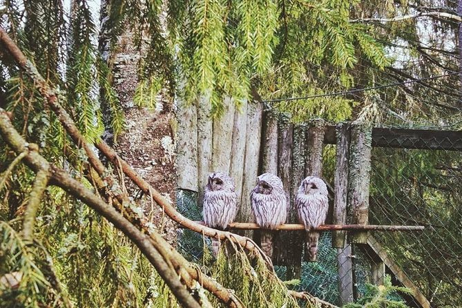 Tour to Ranua Zoo Wildlife Park Small Group Experience - Ranua Zoo in plain terms: what you’re actually going to see