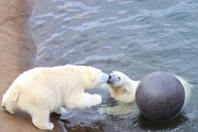 Tour to Ranua Zoo Wildlife Park Small Group Experience - The 9:00 AM start from Rovaniemi (and how to use it well)