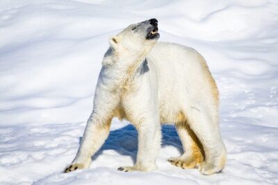 Trip to Ranua Wildlife Park - Arctic animal spotting: what you can realistically expect