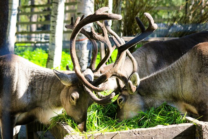 Trip to Ranua Wildlife Park - Price and value: what $174.60 really covers