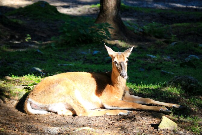 Trip to Ranua Wildlife Park - Who should book this Ranua day trip—and who might not love it