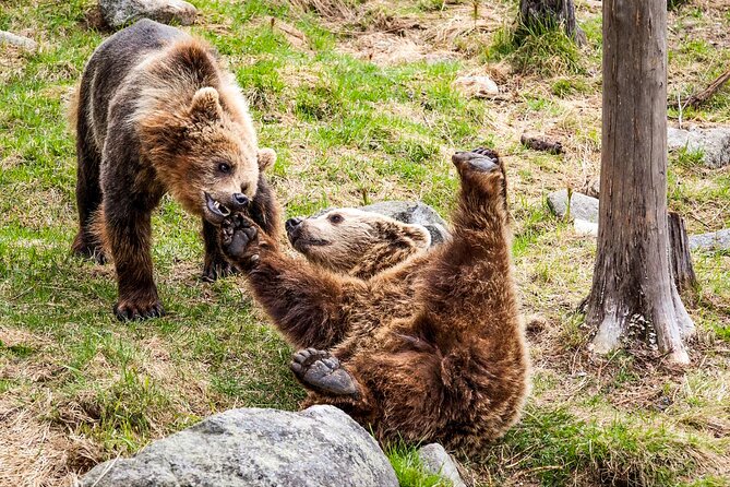 Trip to Ranua Wildlife Park - Practical tips for a smooth winter day at Ranua