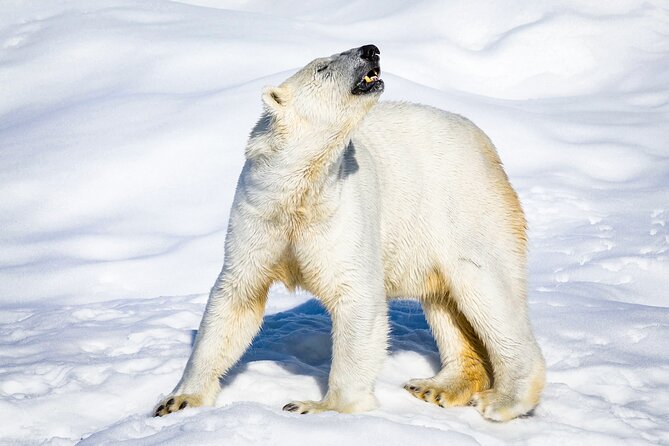 Trip to Ranua Wildlife Park - Arctic animal spotting: what you can realistically expect