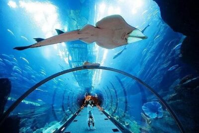 VIP Experience Dubai Aquarium & Underwater Zoo-As per Selection - Underwater Zoo: Penguins, Piranhas, and the King Croc Moment