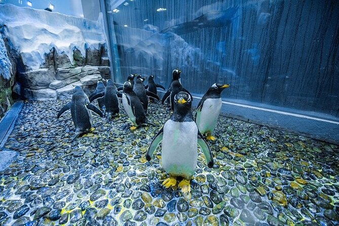 VIP Experience Dubai Aquarium & Underwater Zoo-As per Selection - Where to Redeem and How to Plan Your Timing in Dubai Mall