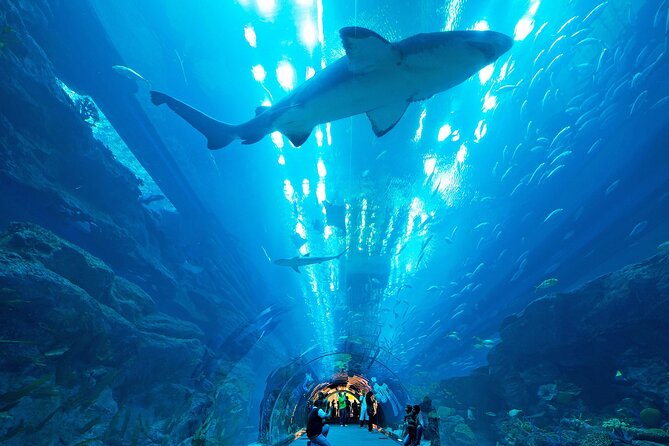 VIP Experience Dubai Aquarium & Underwater Zoo-As per Selection - Should You Book This VIP Experience?