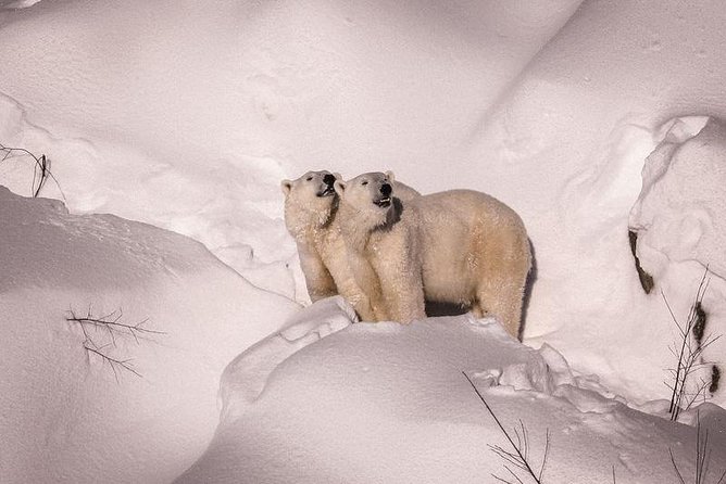 Visit To Ranua Zoo - The Zoo Visit: 3 Hours of Arctic Animals and Walkable Paths