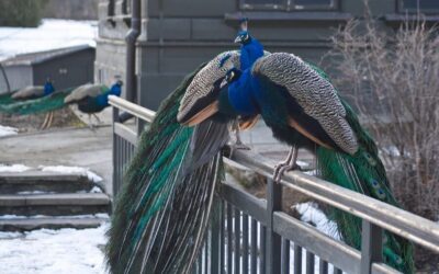 Warsaw Zoo Skip-the-Line Entry Ticket with Private Transport - Your 5-Hour Plan: Pickup, Fast Zoo Entry, and Return