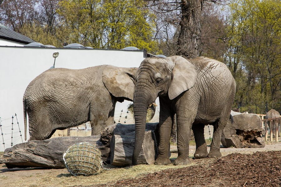 Warsaw Zoo Skip-the-Line Entry Ticket with Private Transport - How to Spend Your 4–4.5 Hours Without Feeling Rushed