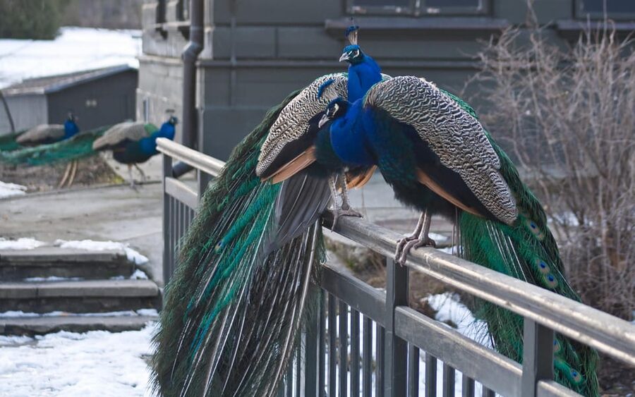 Warsaw Zoo Skip-the-Line Entry Ticket with Private Transport - Your 5-Hour Plan: Pickup, Fast Zoo Entry, and Return
