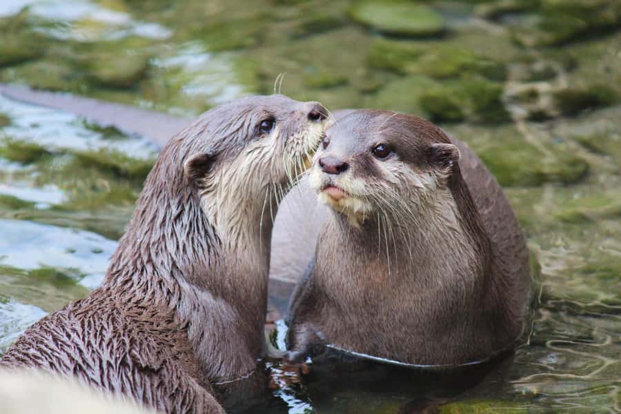 Wellington Zoo General Entry Tickets - Wellington Zoo at a Glance: More Than a Stop on the Map