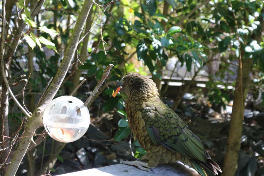 Wellington Zoo General Entry Tickets - Price and Value: Is $20 a Good Deal?