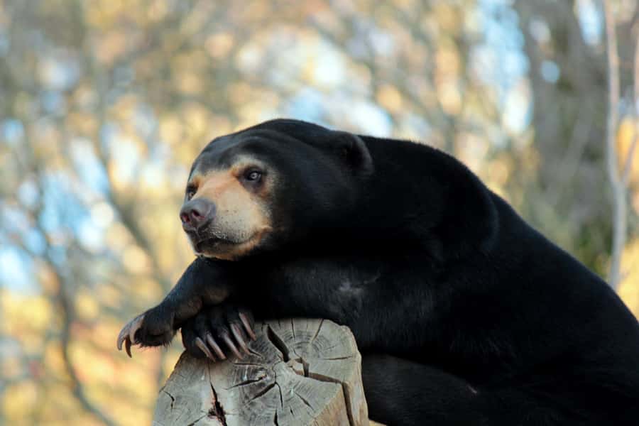 Wellington Zoo General Entry Tickets - Te Kōhanga The Nest Animal Hospital: Watching Veterinary Care in Action