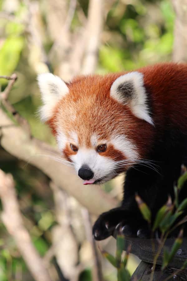 Wellington Zoo General Entry Tickets - Newtown Location: Getting to Wellington Zoo Without Stress