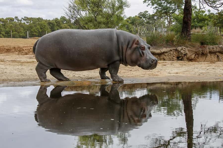 Werribee Open Range Zoo: Entry Ticket - Who Should Book This Day Out (and Who Might Find It Less Perfect)