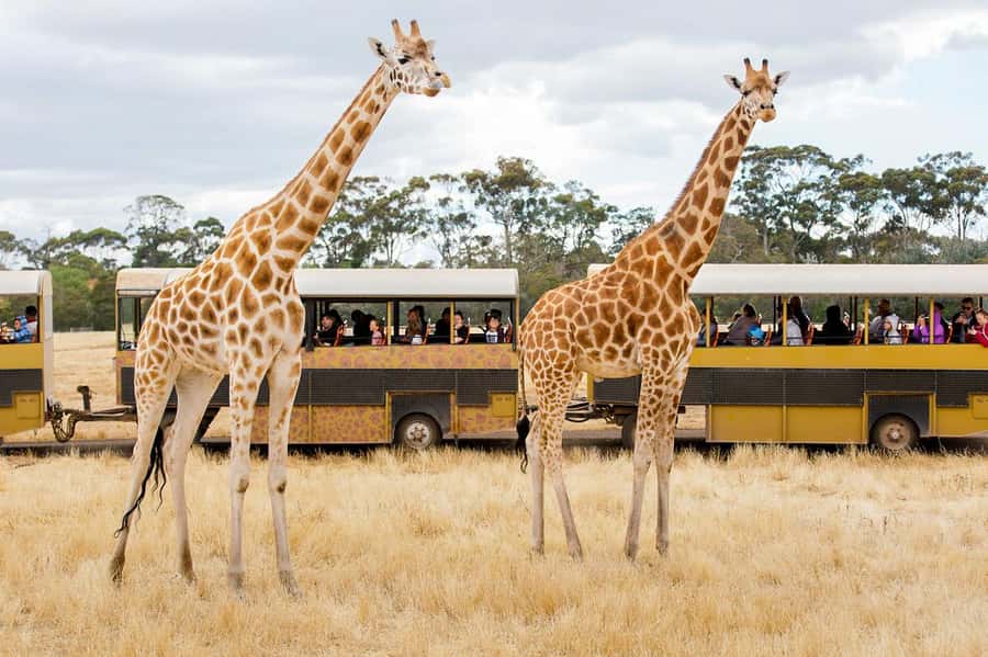 Werribee Open Range Zoo: Entry Ticket - What Your Entry Ticket Actually Buys (and How It Adds Value)