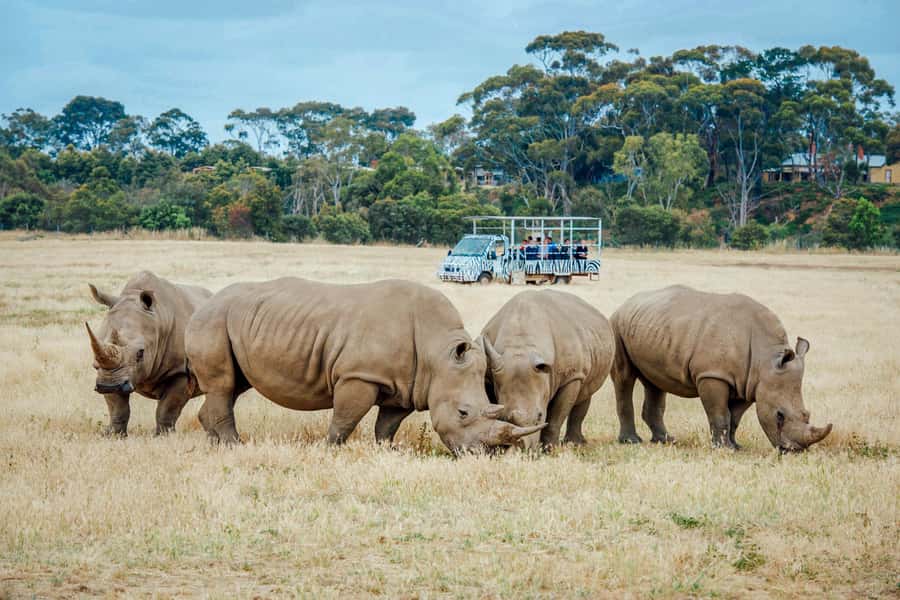 Werribee Open Range Zoo: Entry Ticket - The Included Open-Range Safari: Your Best Chance for Real-Feeling Close Encounters