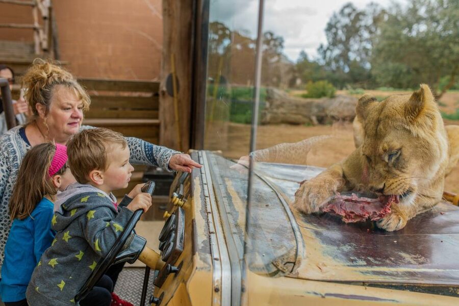 Werribee Open Range Zoo: Entry Ticket - Lions, Gorillas, and Hippos: Where the Day Gets Emotional (In a Good Way)