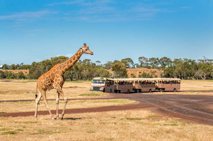 Werribee Open Range Zoo: Entry Ticket - Don’t Skip the Australian Journey Grasslands Stroll