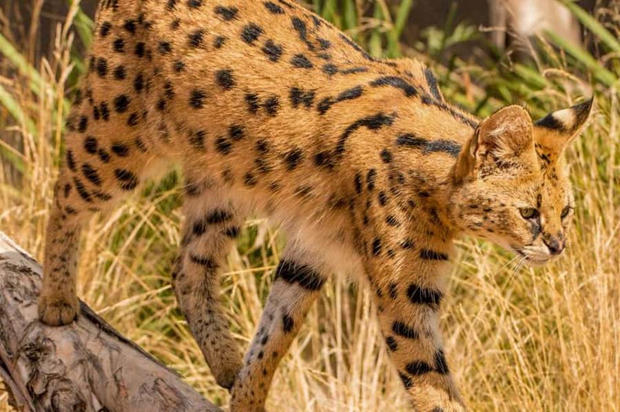 Werribee Open Range Zoo: Entry Ticket - Keeper Talks and Zebra Helper Moments: The Small Stuff That Matters