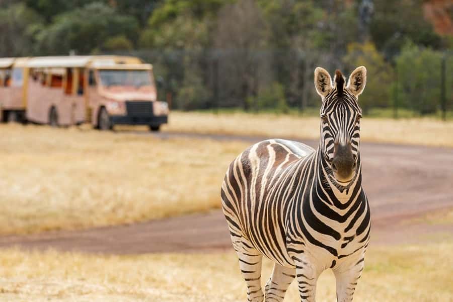Werribee Open Range Zoo: Entry Ticket - Comfort and Food: Plan for Shade, Picnics, and Realistic Costs