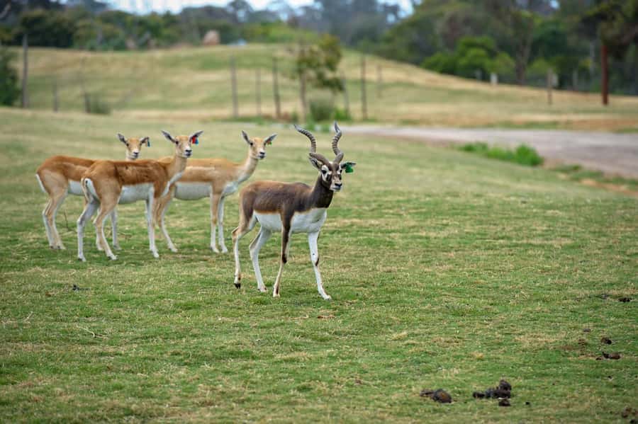 Werribee Open Range Zoo: Entry Ticket - Price Check: Is Werribee Open Range Zoo Worth $37?