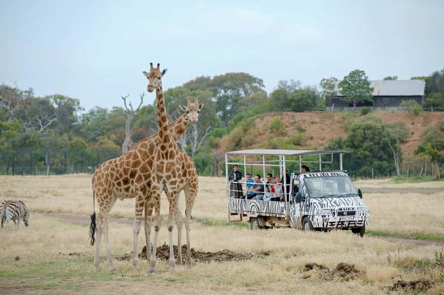 Werribee Open Range Zoo: Entry Ticket - Getting There Smoothly: Car or Train + Bus
