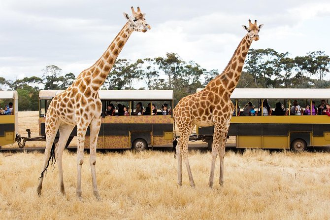 Werribee Open Range Zoo General Admission Ticket - Werribee’s open-range setup: why it feels different