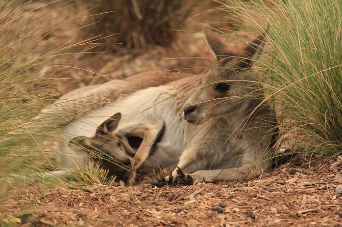 Werribee Open Range Zoo General Admission Ticket - Your day on the open-range safari bus