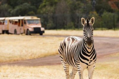 Werribee Open Range Zoo General Admission Ticket - Ticket value: what $40.88 buys you in real-life time