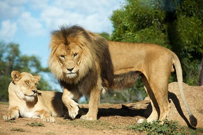 Werribee Open Range Zoo General Admission Ticket - Getting there and what to bring