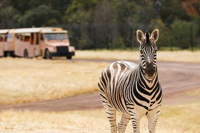 Werribee Open Range Zoo General Admission Ticket - Ticket value: what $40.88 buys you in real-life time