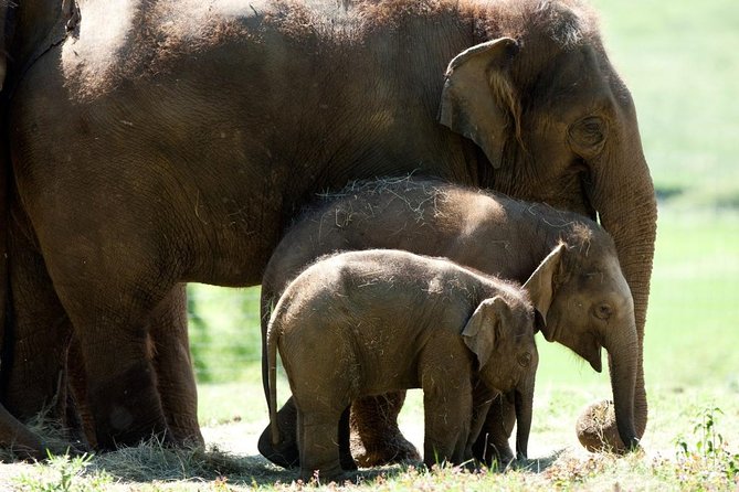 Whipsnade Zoo Entry Ticket - Key things to know before you go