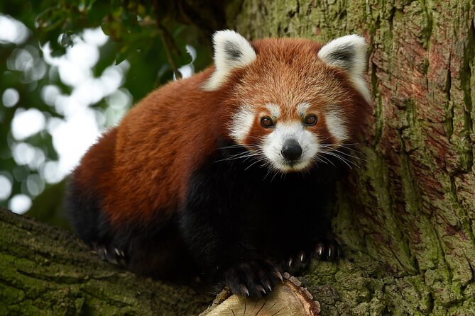 Whipsnade Zoo Entry Ticket - How to make the most of your time (3 to 5 hours and beyond)