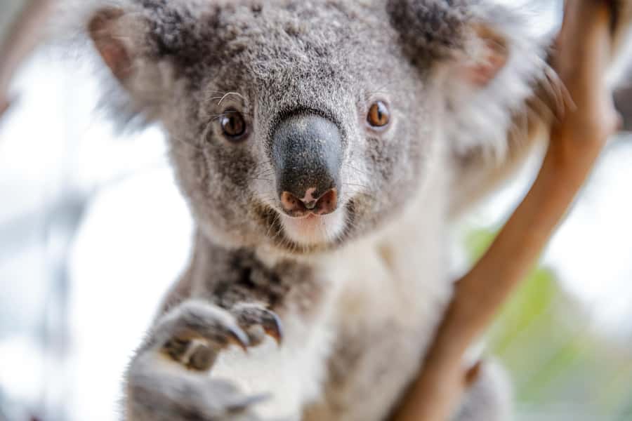 WILD LIFE Sydney Zoo - Key highlights worth planning for