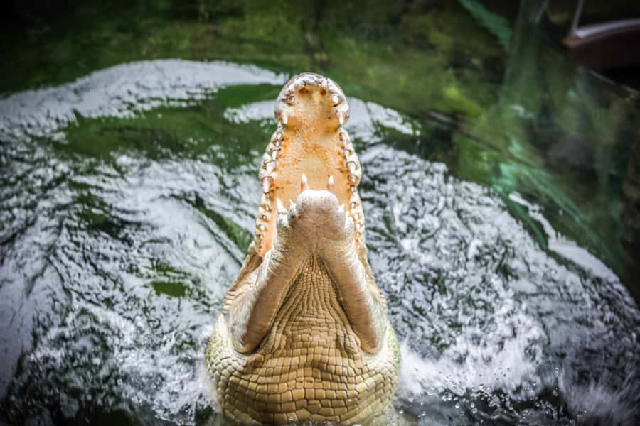 WILD LIFE Sydney Zoo - Should you book WILD LIFE Sydney Zoo?
