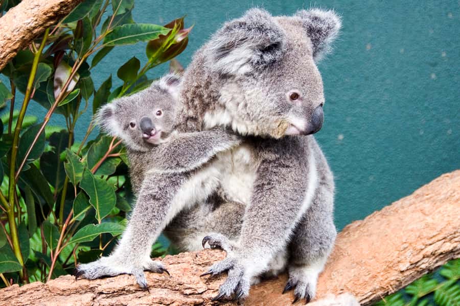 WILD LIFE Sydney Zoo - WILD LIFE Sydney Zoo in Darling Harbour: a full Aussie day indoors