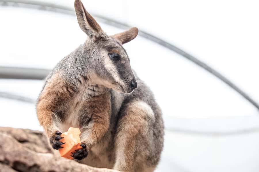 WILD LIFE Sydney Zoo - Your walking route through 9 Aussie habitat zones