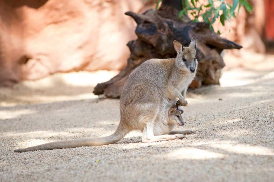 WILD LIFE Sydney Zoo - Close encounters: kangaroos, rock-wallabies, wombats, and echidnas