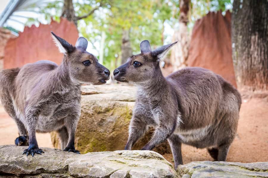 WILD LIFE Sydney Zoo - Koalas and Rex the crocodile: the moments that make the ticket feel worth it