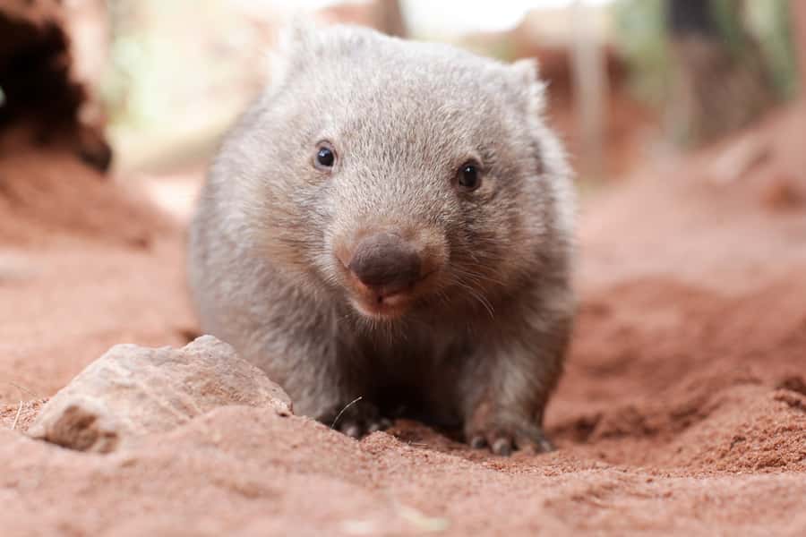WILD LIFE Sydney Zoo - Keeper talks: how to get more from a short 10am–3pm-style day