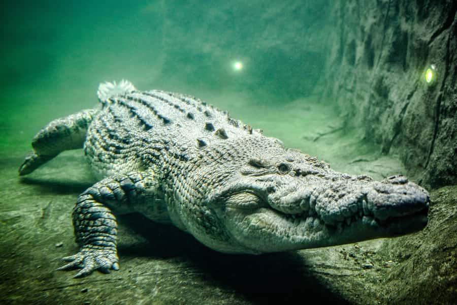 WILD LIFE Sydney Zoo - Crowds, space, and comfort: small zoo energy with city-day tradeoffs