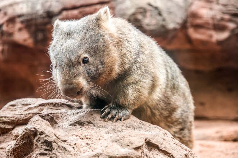 WILD LIFE Sydney Zoo - Price and value at about $27: what you actually get