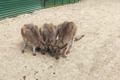 Wings Wildlife Park and Scenic Tour - Wings Wildlife Park: where the animals do the talking